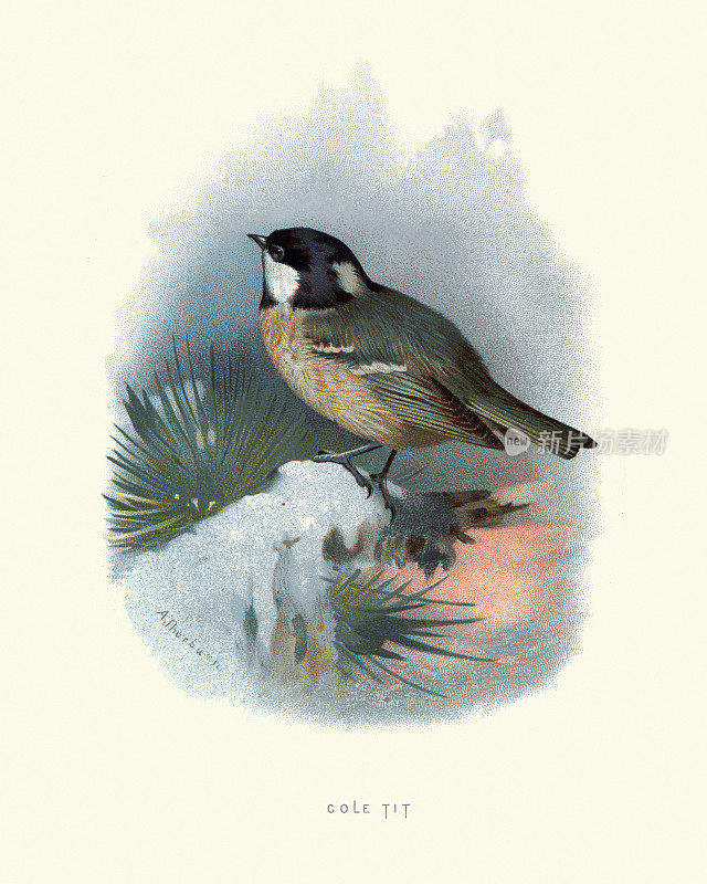 煤山雀(Parus lugubris)野生鸟类，艺术版画